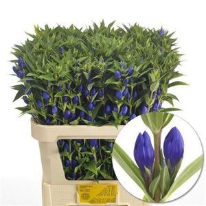 GENTIANE BLUE SKY 50